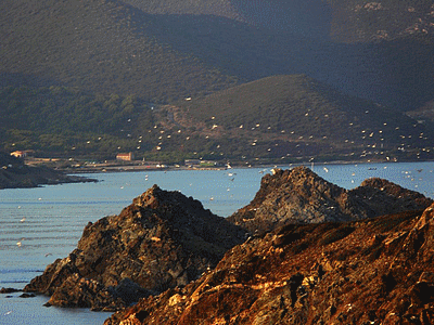 AJACCIO - Les îles Sanguinaires (dernier refuge des goélands pour se reproduire)