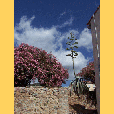 Agave dans la citadelle Miollis (Ajaccio) (20081123)    (Photographie de Mathieu-Nivaggioni) <br><A href=citadelles/116s.jpg>Afficher l'image ?</A>