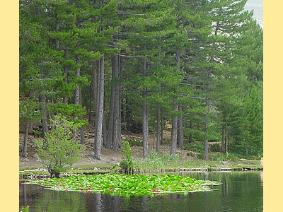 Lac de CRENO  (Pins et nénuphars)
