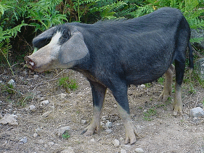 COCHON  (20060101)    (Photographie de Mathieu-Nivaggioni) <br><A href=corse/i/003.jpg>Afficher l'image ?</A>