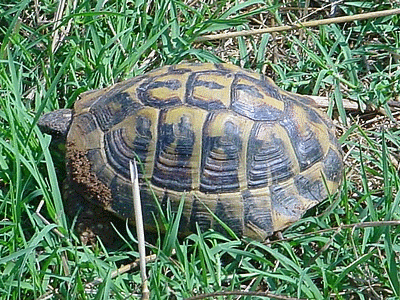 Tortue (20060101)    (Photographie de Mathieu-Nivaggioni) <br><A href=corse/i/005.jpg>Afficher l'image ?</A>