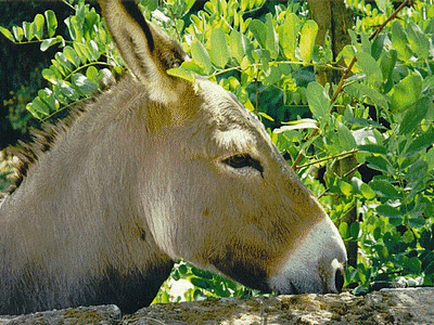 Ane (20060101)    (Photographie de Mathieu-Nivaggioni) <br><A href=corse/i/006.jpg>Afficher l'image ?</A>