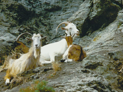 Chèvres (20060101)    (Photographie de Mathieu-Nivaggioni) <br><A href=corse/i/008.jpg>Afficher l'image ?</A>