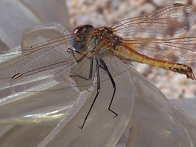 Libellule (20070609)    (Photographie de Mathieu-Nivaggioni) <br><A href=corse/i/042.jpg>Afficher l'image ?</A>