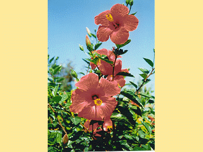 Hibiscus (20060101)    (Photographie de Mathieu-Nivaggioni) <br><A href=corse/i/050.jpg>Afficher l'image ?</A>