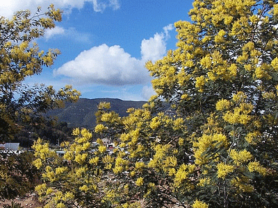 Mimosa (20060101)    (Photographie de Mathieu-Nivaggioni) <br><A href=corse/i/058.jpg>Afficher l'image ?</A>