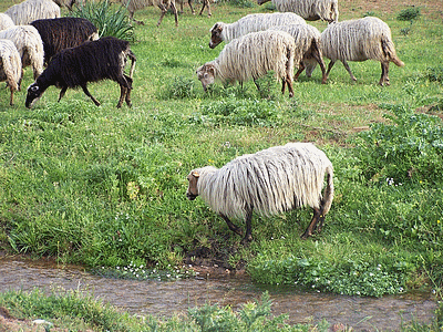 Brebis (20070411)    (Photographie de Mathieu-Nivaggioni) <br><A href=corse/i/473.jpg>Afficher l'image ?</A>