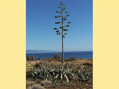 Agave (20081123)    (Photographie de Mathieu-Nivaggioni) <br><A href=corse/j/201.jpg>Afficher l'image ?</A>