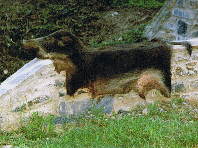 CASTAGNICCIA - Dépouille de sanglier <BR> (Entre San Gavino et U Prunu) (20071009)    (Photographie de Paularella) <br><A href=corse/l/a10.jpg>Afficher l'image ?</A>