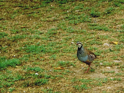 CASTAGNICCIA - POGGIO-MEZZANA<BR>La mascotte du club de boules PO-ME (20071009)    (Photographie de Paularella) <br><A href=corse/l/h3.jpg>Afficher l'image ?</A>