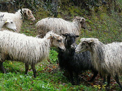 Brebis (20141022)    (Photographie de Mathieu-Nivaggioni) <br><A href=corse/q/brebis.jpg>Afficher l'image ?</A>