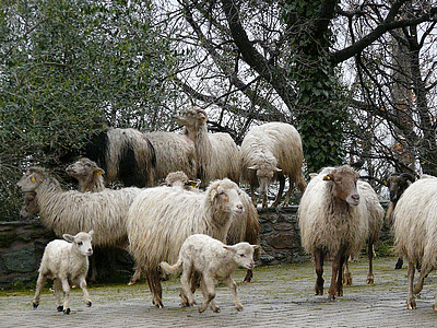 Brebis (20141022)    (Photographie de Mathieu-Nivaggioni) <br><A href=corse/q/brebis1.jpg>Afficher l'image ?</A>