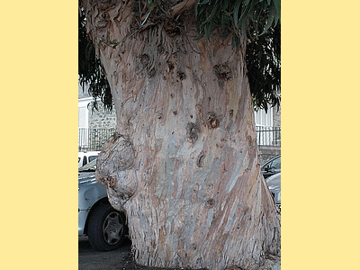 Eucalyptus (20141022)    (Photographie de Mathieu-Nivaggioni) <br><A href=corse/r/eucal8453.jpg>Afficher l'image ?</A>