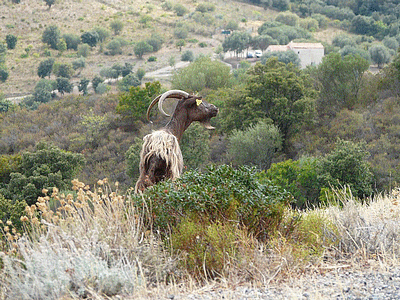 Chèvre (20141022)    (Photographie de Mathieu-Nivaggioni) <br><A href=corse/t/chevre091.jpg>Afficher l'image ?</A>