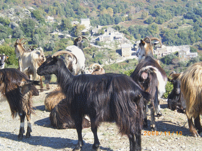 Chèvres (20171225)    (Photographie de Mathieu-Nivaggioni) <br><A href=corse/u/chevre820.jpg>Afficher l'image ?</A>