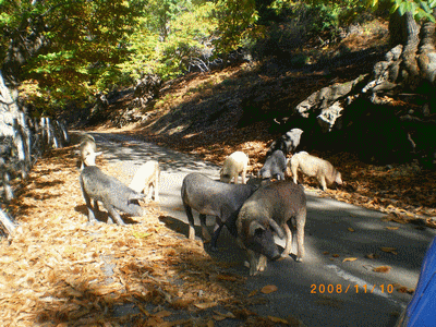 Cochon (20171225)    (Photographie de Mathieu-Nivaggioni) <br><A href=corse/u/cochon814.jpg>Afficher l'image ?</A>