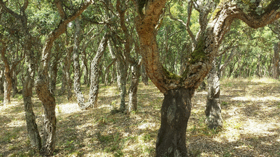 COTI-CHIAVARI  Le sentier du myrte   ( Photographie de Mathieu-Nivaggioni)