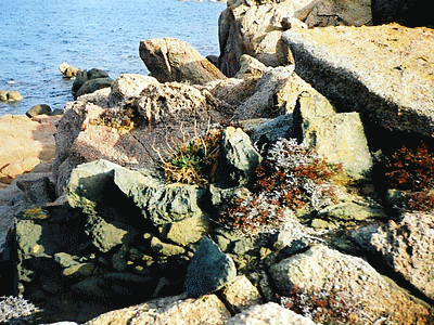 Anse de CHENAVU á  CALDARELLU - Filon de lamprophyre courant au milieu du granit rose