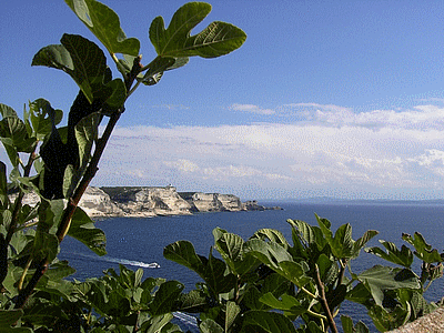 BONIFACIO 