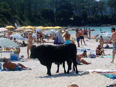 AJACCIO : Plage de Mare e Sole   <BR>Photo de Pierre<BR>‚Chez nous les vaches ne sont pas follesâ€¦.elles divaguent‚lol