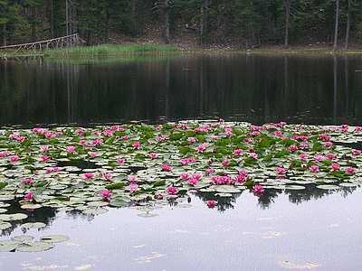 Lac de CRENO  (Nénuphars)