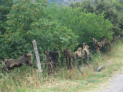 Peaux de Sangliers (20070621)    (Photographie de Jeannine-et-Christian-Lindauer) <br><A href=vos/2000/120.jpg>Afficher l'image ?</A>