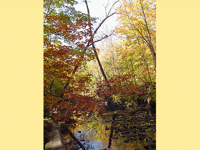 TORONTO (CANADA)  <BR>Parc Edward Gardens en automne (20091027)    (Photographie de David-Dupuy) <br><A href=vos/2006/320.jpg>Afficher l'image ?</A>