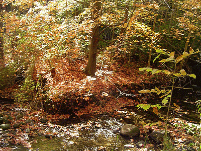 TORONTO (CANADA)  <BR>Parc Edward Gardens en automne