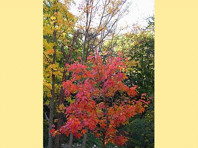 TORONTO (CANADA)  <BR>Parc Edward Gardens en automne (20091027)    (Photographie de David-Dupuy) <br><A href=vos/2006/322.jpg>Afficher l'image ?</A>