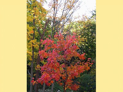 TORONTO (CANADA)  <BR>Parc Edward Gardens en automne