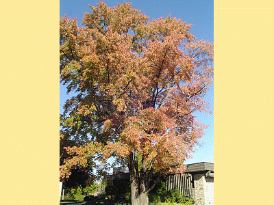 TORONTO (CANADA)  <BR>Parc Edward Gardens en automne