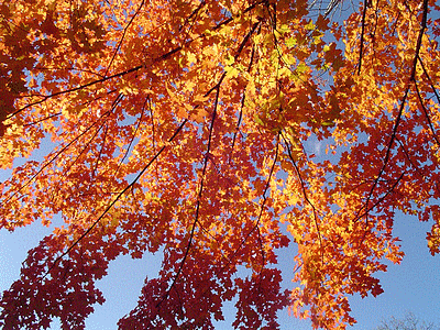 TORONTO (CANADA)  <BR>Parc Edward Gardens en automne