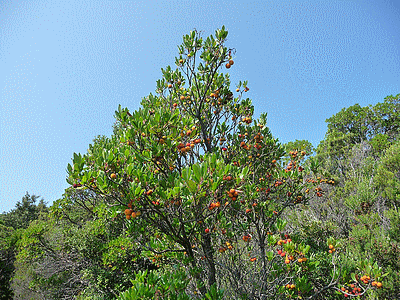 Arbousier près de la tour de  Maraghju (20091016)    (Photographie de Jean-Marie-VERGES) <br><A href=vos/2006/333.jpg>Afficher l'image ?</A>