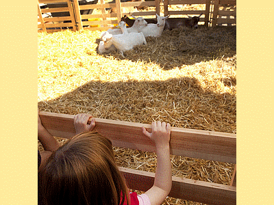 PARIS  á la campagne<BR>Il y a même une ferme avec des vaches et des chevreaux (20100523)    (Photographie de Remi-Barre) <br><A href=vos/2008/004.jpg>Afficher l'image ?</A>