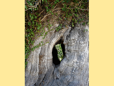 CRISTINACCE - Un deuxième très vieux chataignier (500 ans environ )<BR>Son tronc est entièrement vide comme le montre cette photo .