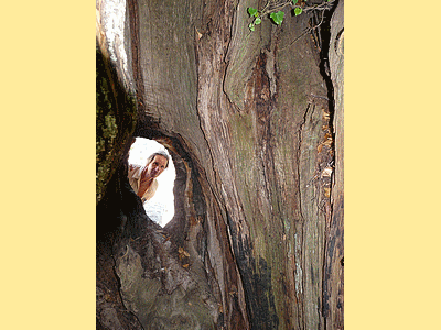 CRISTINACCE - Un deuxième très vieux chataignier (500 ans environ )<BR>On peut se photographier á travers son tronc.