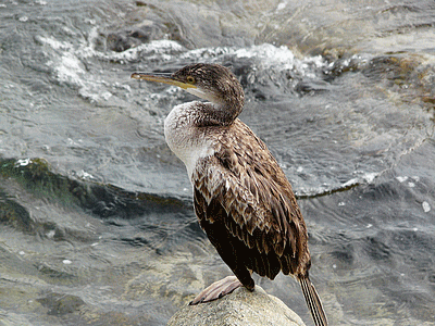 Cormoran á AJACCIO (20111012)    (Photographie de Mathieu-Nivaggioni) <br><A href=vos/2008/P1130209.jpg>Afficher l'image ?</A>