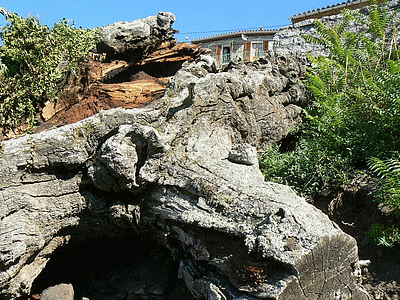 CRISTINACCE - Le deuxième très vieux chataignier (500 ans environ ) brisé<BR>Il s‚est hélas écroulé début octobre.