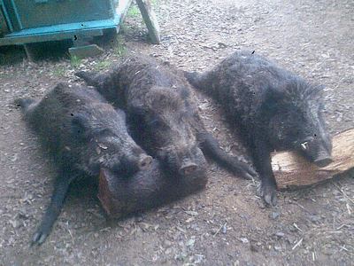 Partie du  tableau de chasse (20120114)    (Photographie de Papinou2A) <br><A href=vos/2012/k003.jpg>Afficher l'image ?</A>