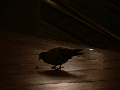 Un pigeon à la Station BNF (Bibliothèque nationale de France)