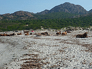 Les vaches de l‚Ostriconi