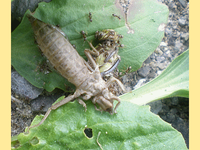 OTTAWA (CANADA) - <BR>Deux sauterelles dévorées par une armée de fourmis  !  (20080708)    (Photographie de David-Dupuy) <br><A href=vos/4000/021.jpg>Afficher l'image ?</A>