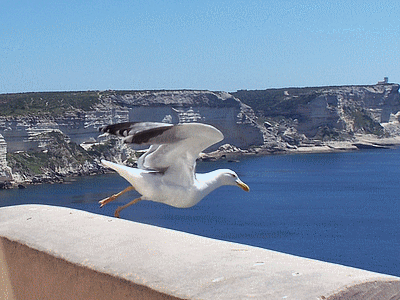 Goéland  á BONIFACIO (20060411)    (Photographie de Remi-Barre) <br><A href=vos/faune/001.jpg>Afficher l'image ?</A>