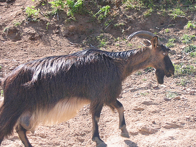 Chèvre á RENNO (20060101)    (Photographie de Remi-Barre) <br><A href=vos/faune/010.jpg>Afficher l'image ?</A>