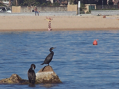 Cormorans á AJACCIO (20060101)    (Photographie de Remi-Barre) <br><A href=vos/faune/020.jpg>Afficher l'image ?</A>