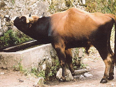 Taureau se desaltérant (route de Bavella) (20060101)    (Photographie de Jean-Jacques) <br><A href=vos/faune/022.jpg>Afficher l'image ?</A>