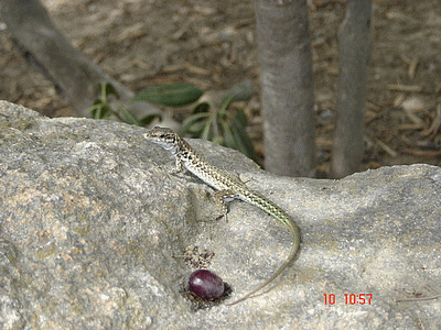 Lézard (20070128)    (Photographie de CocoDiRasta) <br><A href=vos/faune/077.jpg>Afficher l'image ?</A>