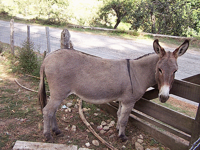 Ane  (20070128)    (Photographie de Yann-Plunet) <br><A href=vos/faune/079.jpg>Afficher l'image ?</A>