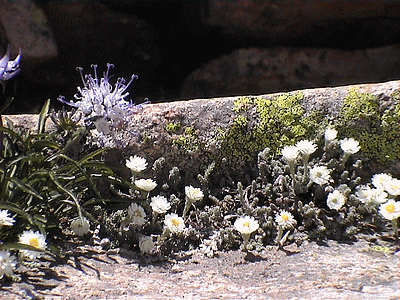 Fleur de montagne corse