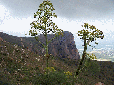 Flore de  corse : Férule   (20060101)    (Photographie de Paularella) <br><A href=vos/flore/002.jpg>Afficher l'image ?</A>